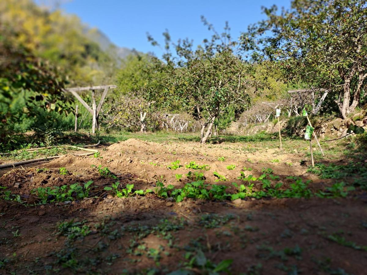 Agricamping Ponteraggio N.1 Dolceacqua Exterior foto