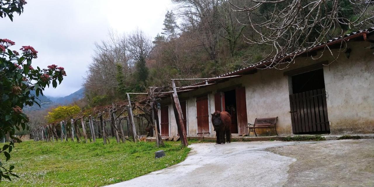 Agricamping Ponteraggio N.1 Dolceacqua Exterior foto