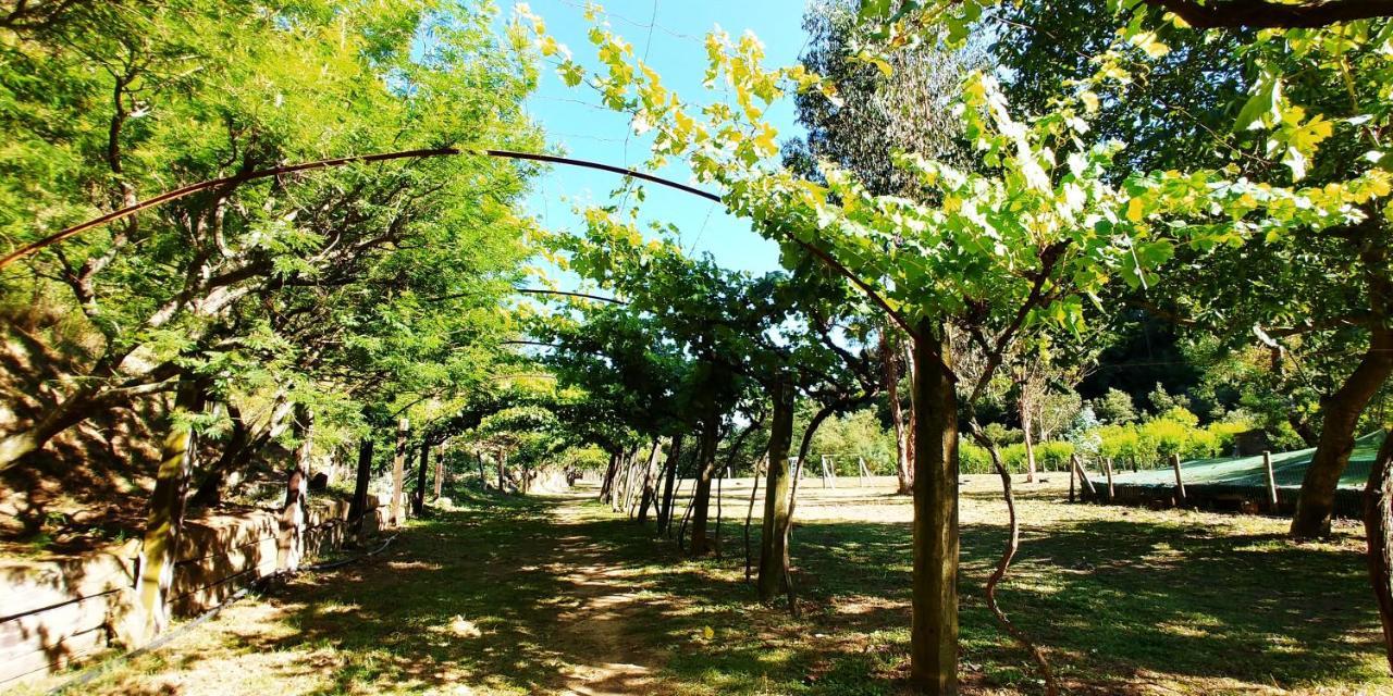 Agricamping Ponteraggio N.1 Dolceacqua Exterior foto