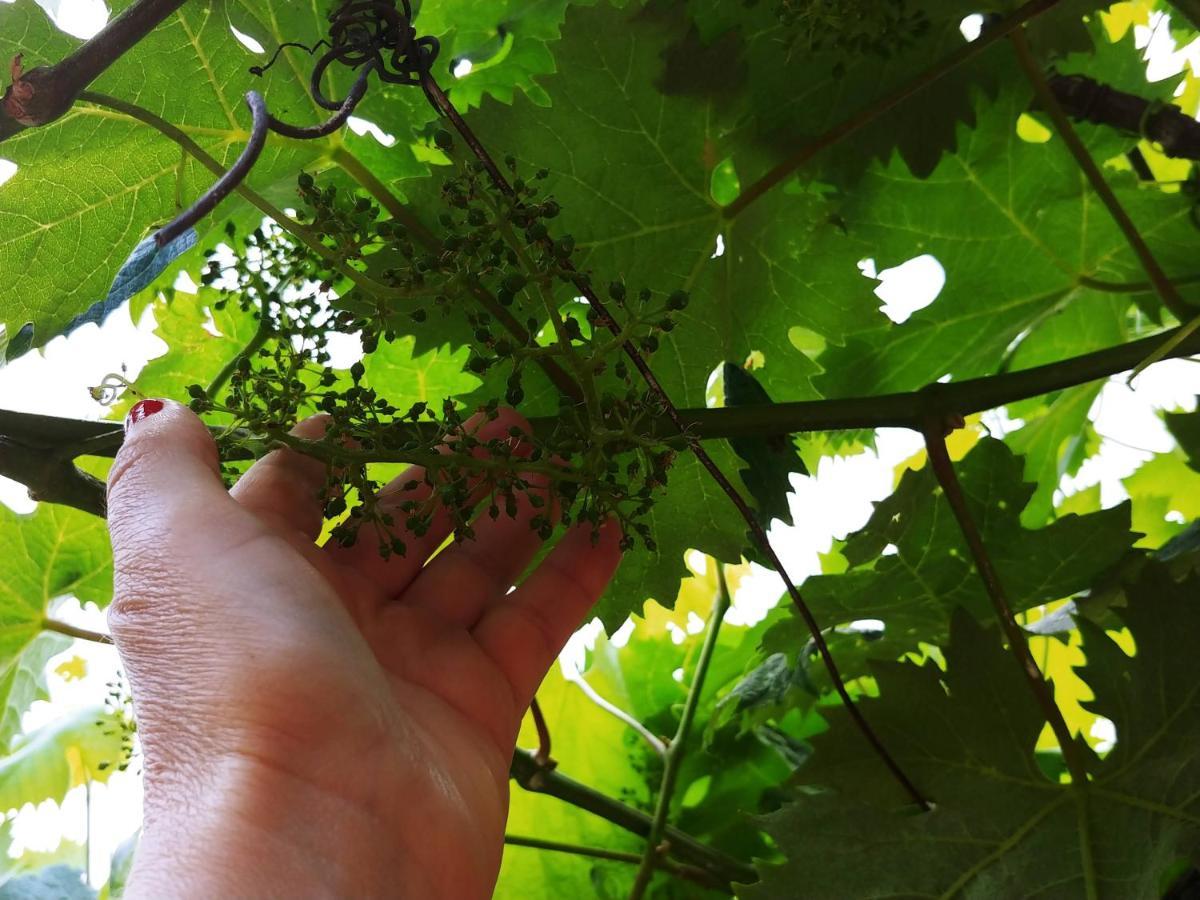 Agricamping Ponteraggio N.1 Dolceacqua Exterior foto